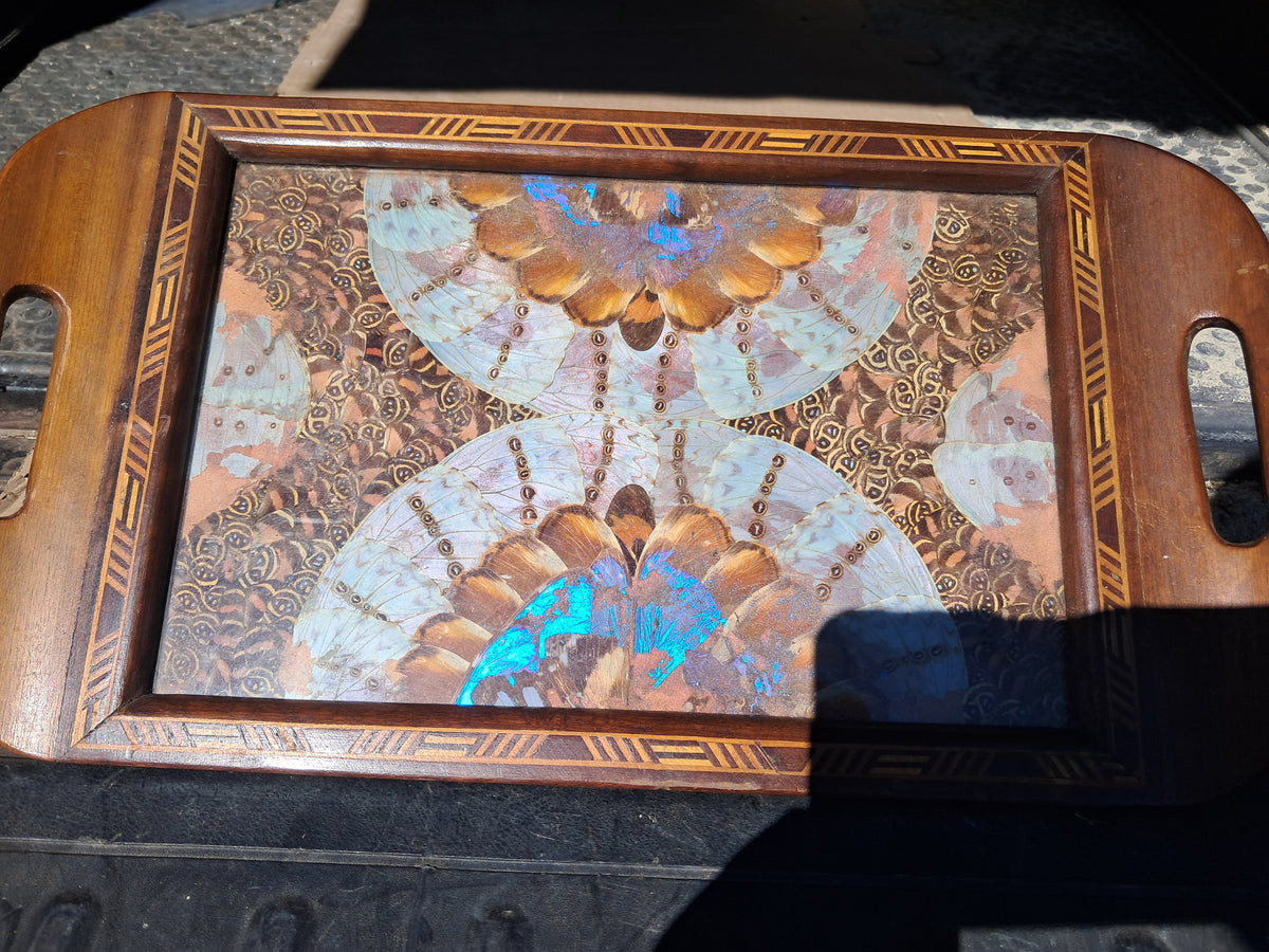 1930s Brazilian Butterfly Wing Tray