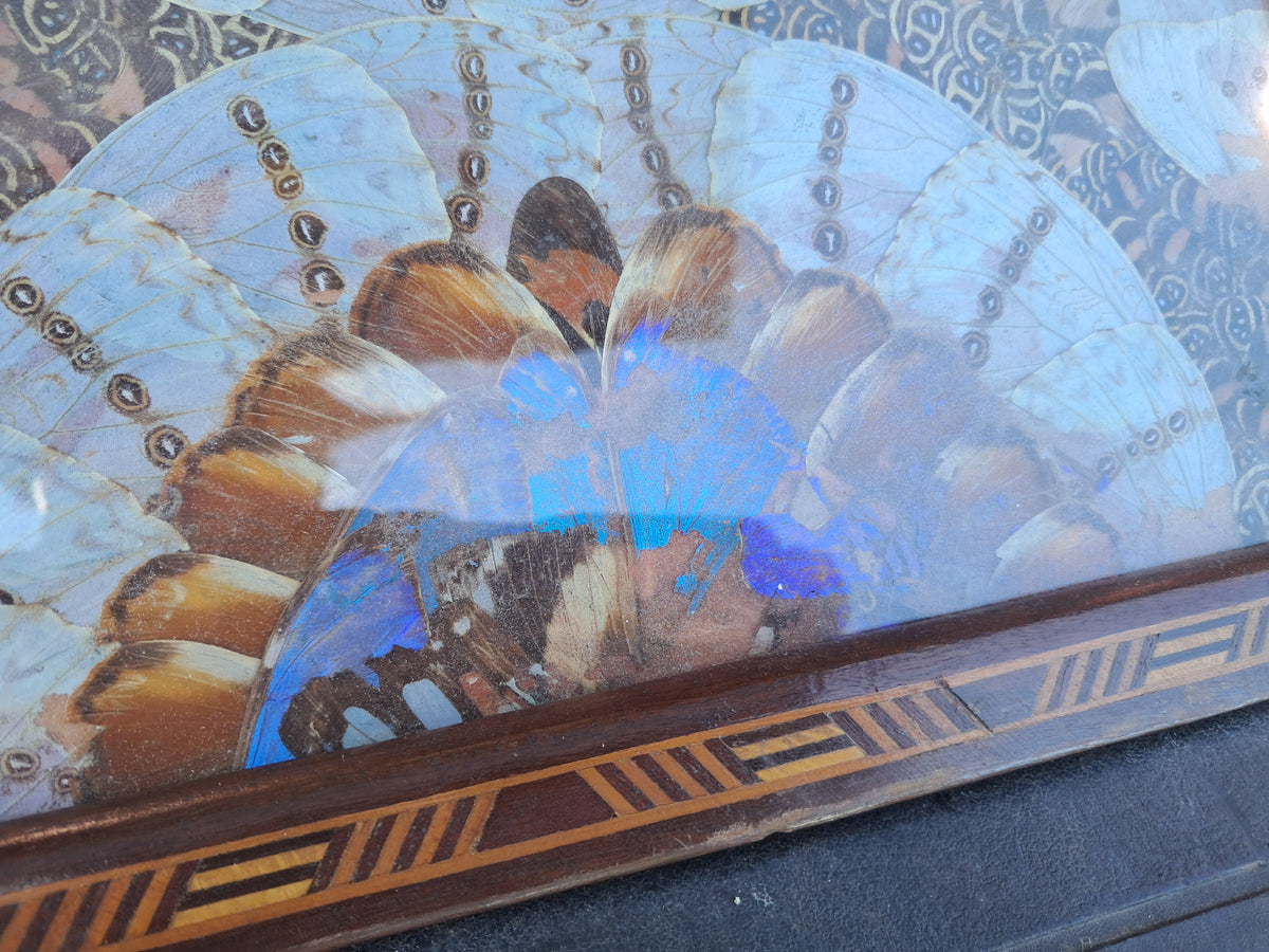 1930s Brazilian Butterfly Wing Tray